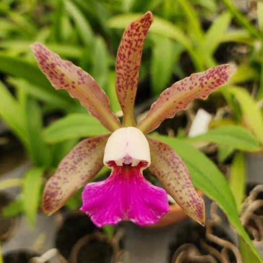 Cattleya Schilleriana X C. Small World Hybrid Orchid