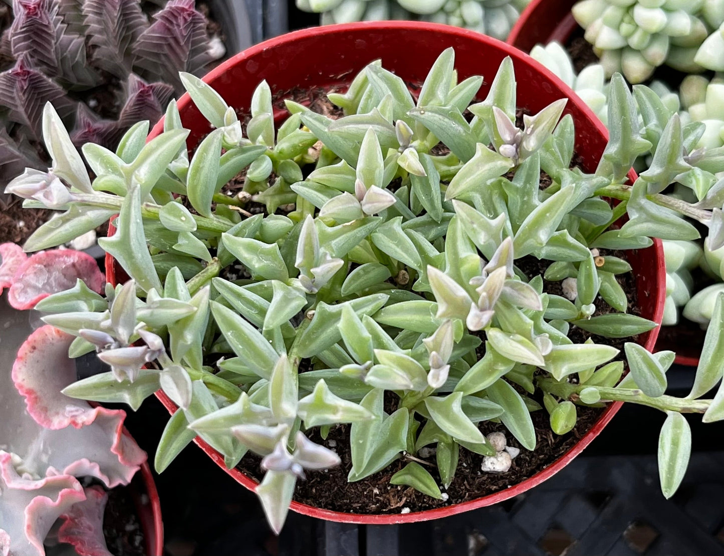 String of Dolphins