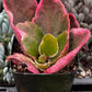 Kalanchoe Blossfeldiana