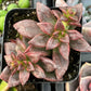 Echeveria Compressicaulis
