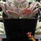 Echeveria Moranii