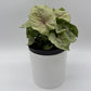 Syngonium 'Orn Thong'