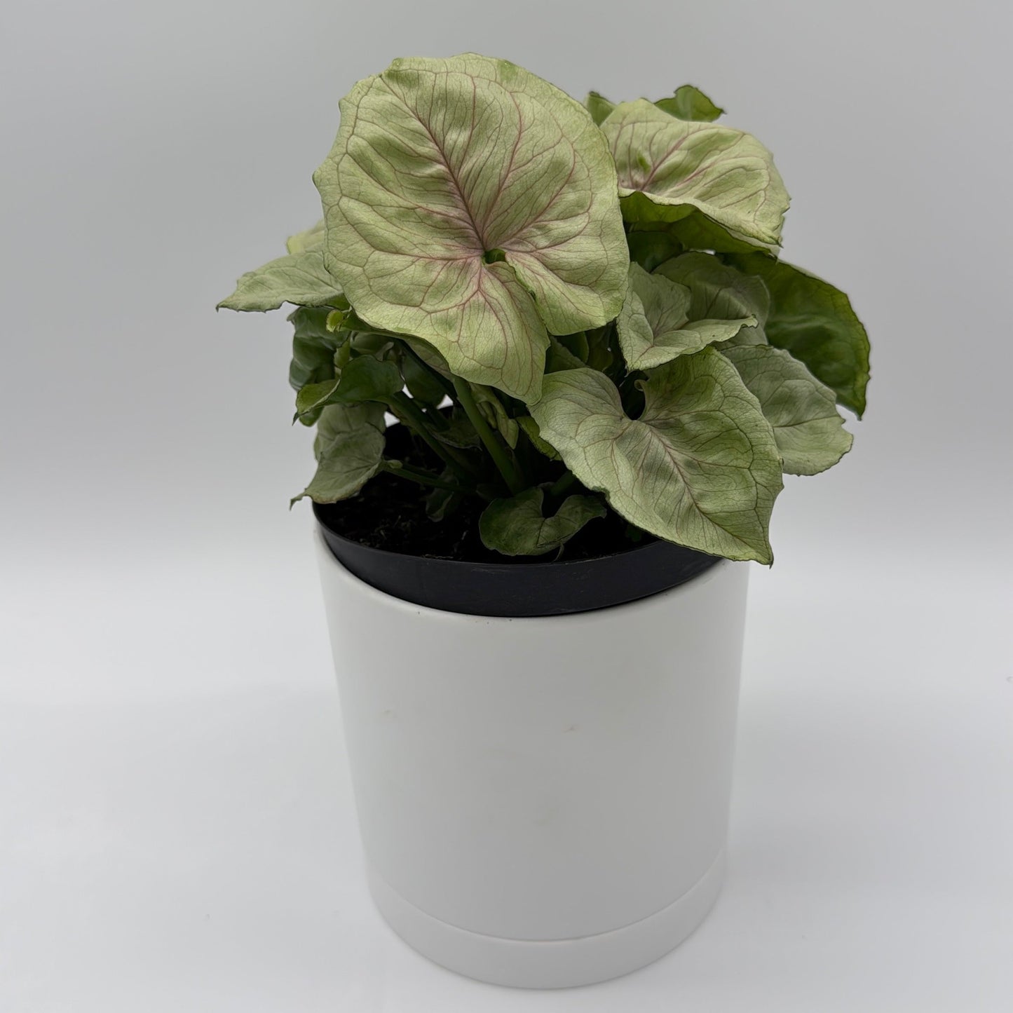 Syngonium 'Orn Thong'
