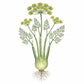 FENNEL Seeds, Sweet