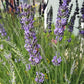 Live Lavender Phenomenal Plant 2.5 Quart Pot Hardy Perennial Herb