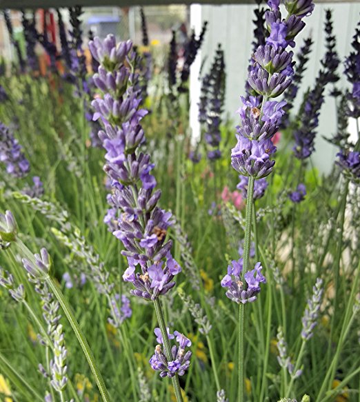 Live Lavender Phenomenal Plant 2.5 Quart Pot Hardy Perennial Herb