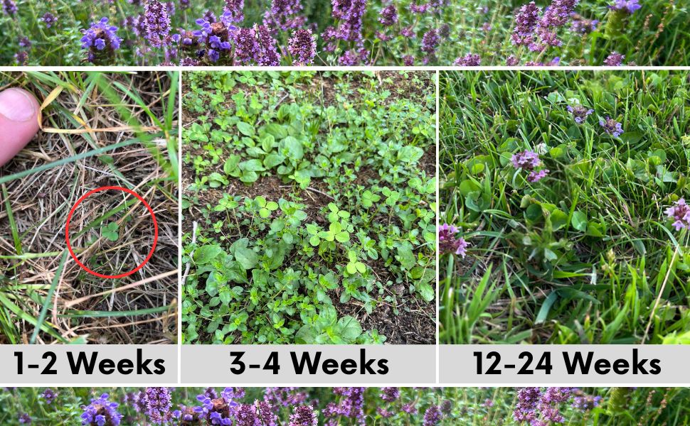 Micro Bee Lawn Seed Mixture - Easy Spread Shaker
