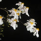Compact Oncidium Twinkle Orchid Fragrance Fantasy I not in bloom | 20% OFF