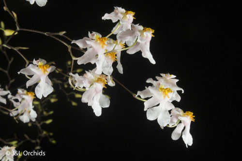 Compact Oncidium Twinkle Orchid Fragrance Fantasy I not in bloom | 20% OFF