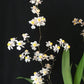 Compact Oncidium Twinkle Orchid Fragrance Fantasy I not in bloom | 20% OFF