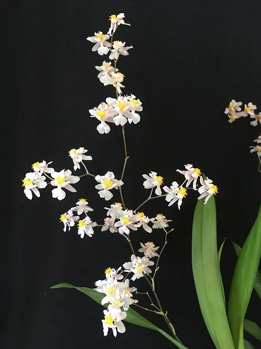 Compact Oncidium Twinkle Orchid Fragrance Fantasy I not in bloom | 20% OFF
