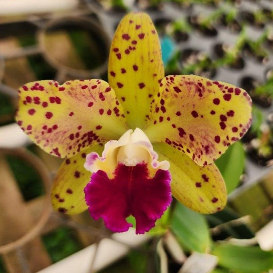 Rlc. (Rhyncholaeliocattleya) SunCoast Magic Leopard x Rlc. Sun Spots Hybrid Orchid