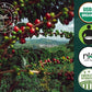 Organic Cuba Mia Double Espresso ESE Coffee Pods, Dark Roast - 12 Pods