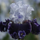Feel The Thunder Fragrant Iris Potted Quart Pot