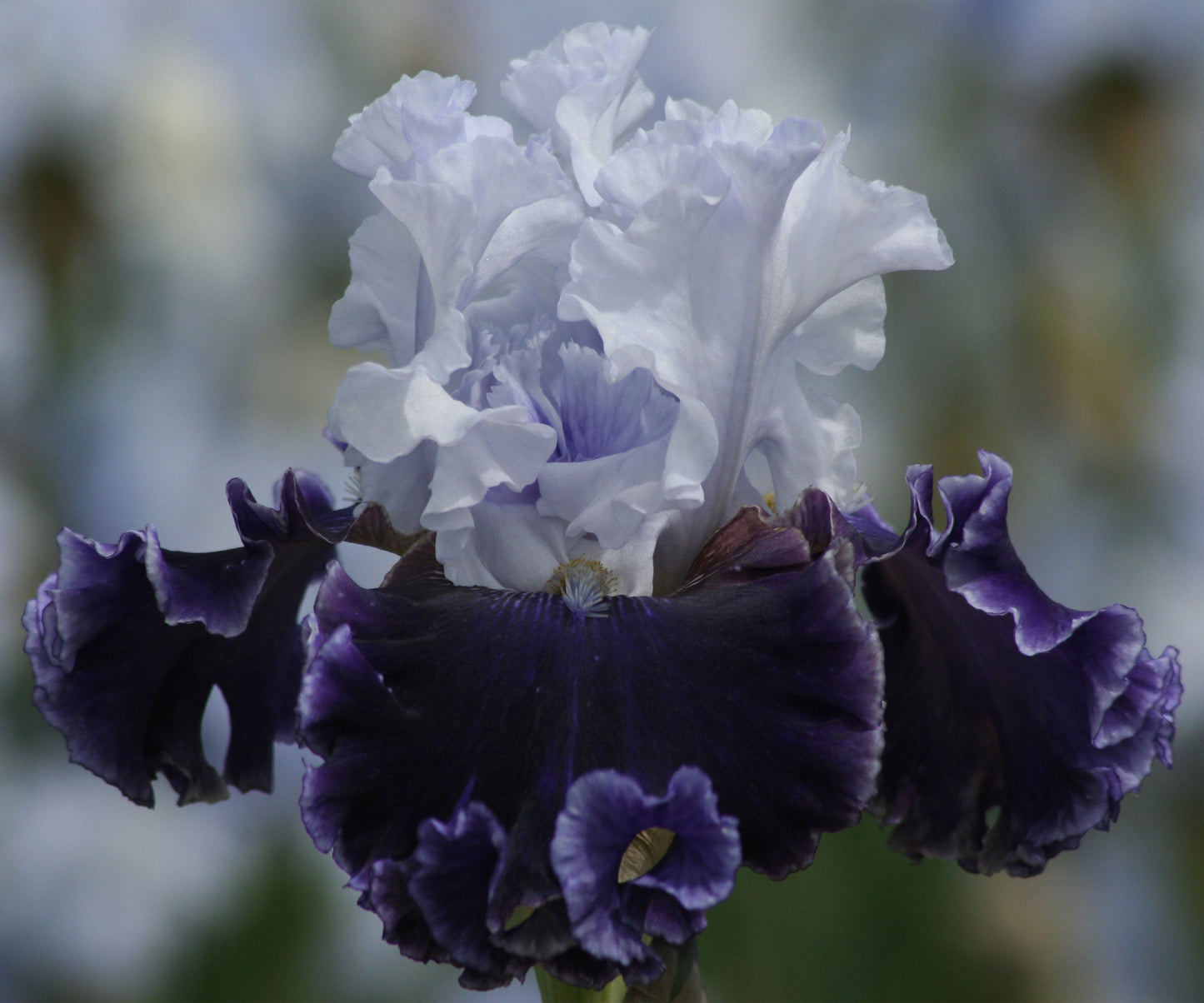 Feel The Thunder Fragrant Iris Potted Quart Pot