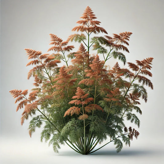 Fennel (Bronze) Seeds (4x)