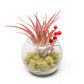 Festive Terrarium with Green Reindeer Moss, Berry Sprig, & Tillandsia Red Abdita Air Plant