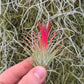 Tillandsia Ionantha Fuego