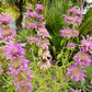 100 SPOTTED BEE BALM Monarda Punctata Flower Herb Horesemint Dotted Mint Seeds