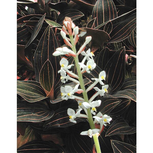 Black Jewel Orchid 'Discolor' in a 4 inch pot. It is grown in very limited supply, making it a rare and highly sought-after plant.