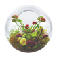 Flytrap Garden Glass Terrarium Seed Starting Kit