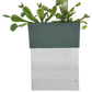 Venus Fly Trap Seed Square Terrarium