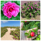 50 Pink BEACH ROSE aka Seaside or Sand Rose, Beach Tomato Rosa Rugosa Huge Red Hips Flower Seeds