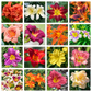 10 MIXED COLORS DAYLILY Hemerocallis Day Lily Fine Mix Red Purple Flower Seeds
