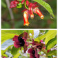25 TWINBERRY HONEYSUCKLE Lonicera Involucrata California Bearberry Black Twin Berry Endangered Native Sun or Shade Shrub Yellow Red Hummingbird Flower Seeds