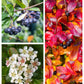 50 BLACK CHOKEBERRY Aronia Melanocarpa White Flower Fruit Shrub Seeds