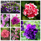 20 DOUBLE MIX PETUNIA Floribunda Red Pink Purple Flower Seeds