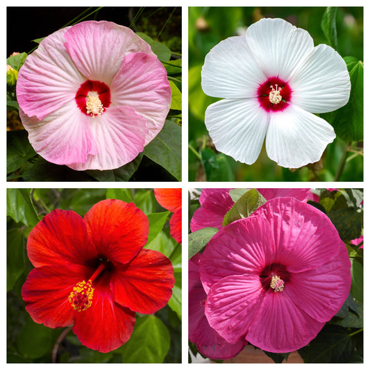 25 MIXED LUNA HIBISCUS Moscheutos Hardy Mixed Colors - Red, Hot Pink, Pink & White Swirl, and White Flower Seeds