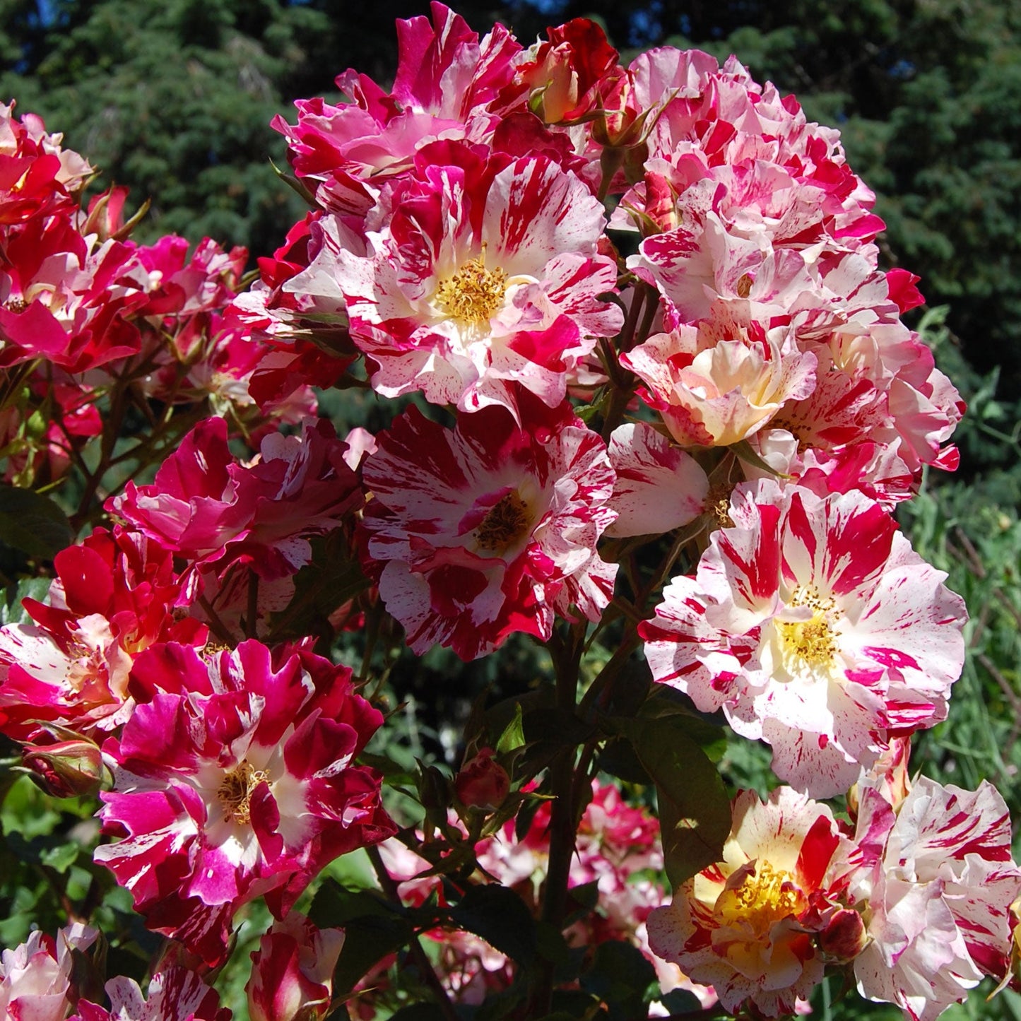 Fourth of July Climbing Rose 1.5 Gallon Pot