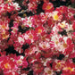 Fourth of July Climbing Rose 1.5 Gallon Pot