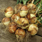 Bulk Yellow Onion Sets 4 Lbs. Non-GMO Stuttgarter Variety 400+ Bulbs