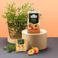 Ahmad Apricot Sunrise Black Tea 20 foil tea bags