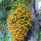 Jelly Palm (Butia capitata)