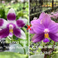 Phalaenopsis (Vinh Long Red Sun "Magic Rock" x Lee Wee Queen “Blue Idol”)