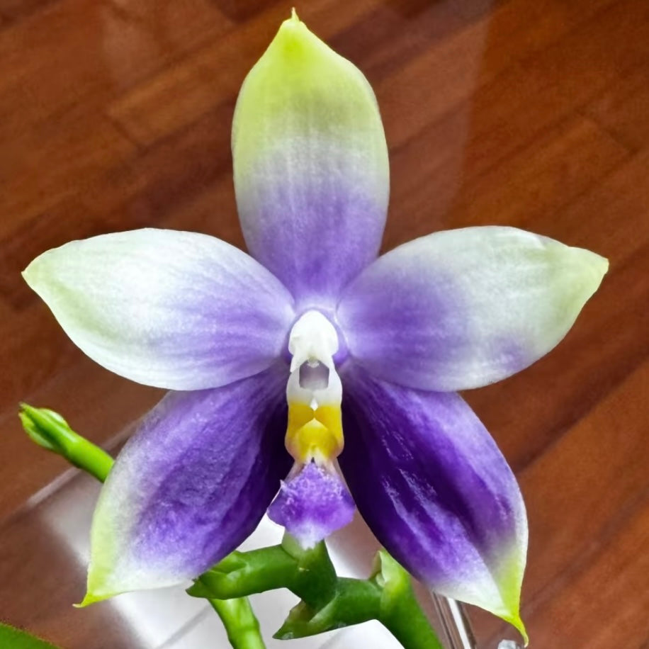 Phalaenopsis (Vinh Long Red Sun "Magic Rock" x Lee Wee Queen “Blue Idol”)