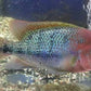 Fenestratus Cichlid (Vieja fenestrata)