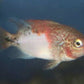Fenestratus Cichlid (Vieja fenestrata)