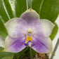 Phalaenopsis (Mainshow Sapphire x Mituo Purple Dragon #4) QM429A
