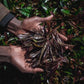 Purple Au Naturalé Kenyan Loose Leaf Tea