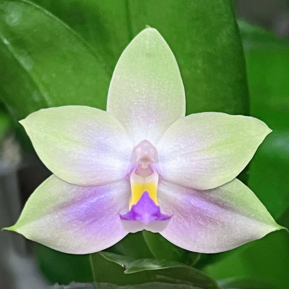 Phalaenopsis (Yang Yang Blue Bellina x Lee Wai Queen)