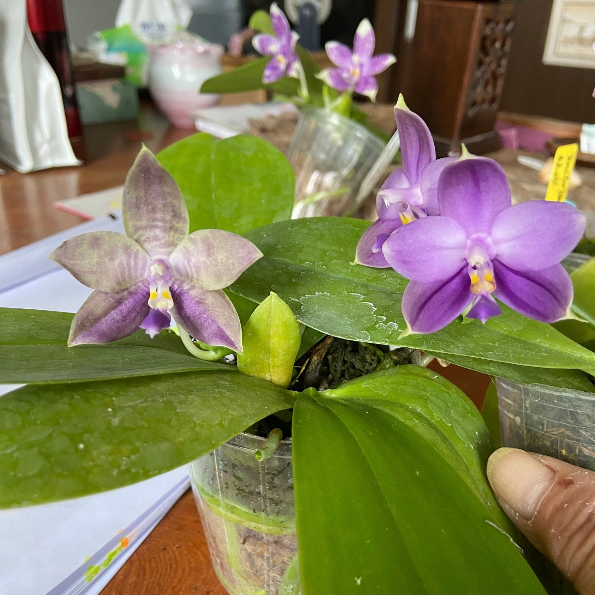 Phalaenopsis (Mainshow Blue Elf x Mainshow Sapphire)
