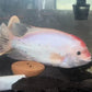 Fenestratus Cichlid (Vieja fenestrata)