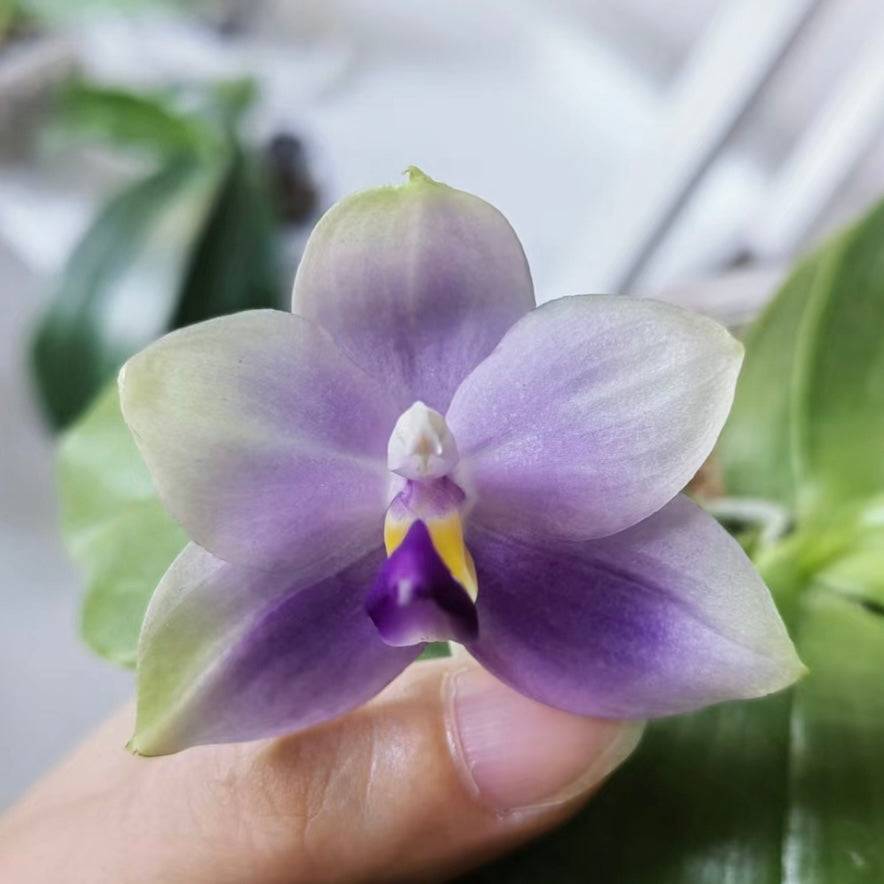 Phalaenopsis (Yang Yang Blue Bellina x Lee Wai Queen)