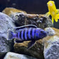 Chindongo saulosi Mbuna German Blood (Juveniles 2")