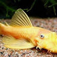 Bushynose Pleco (Bristlenose Plecostomus)