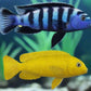 Chindongo saulosi Mbuna German Blood (Juveniles 2")